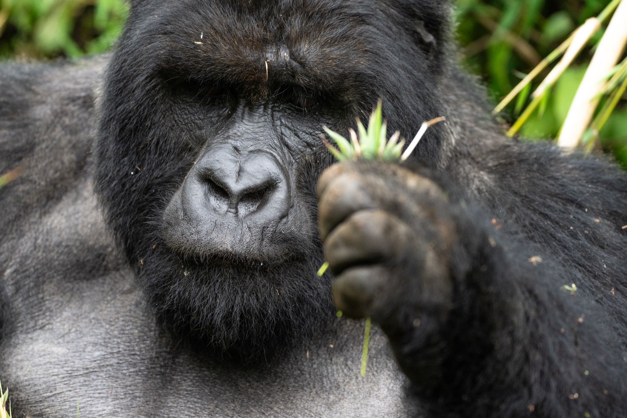 Mountain gorilla portrait, Bwindi — NatGeo-quality wildlife photography