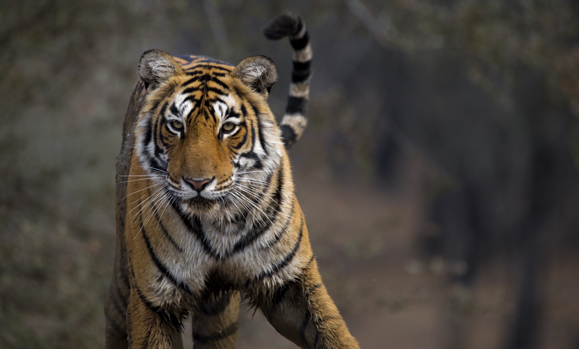 Bengal tiger, Bandhavgarh National Park