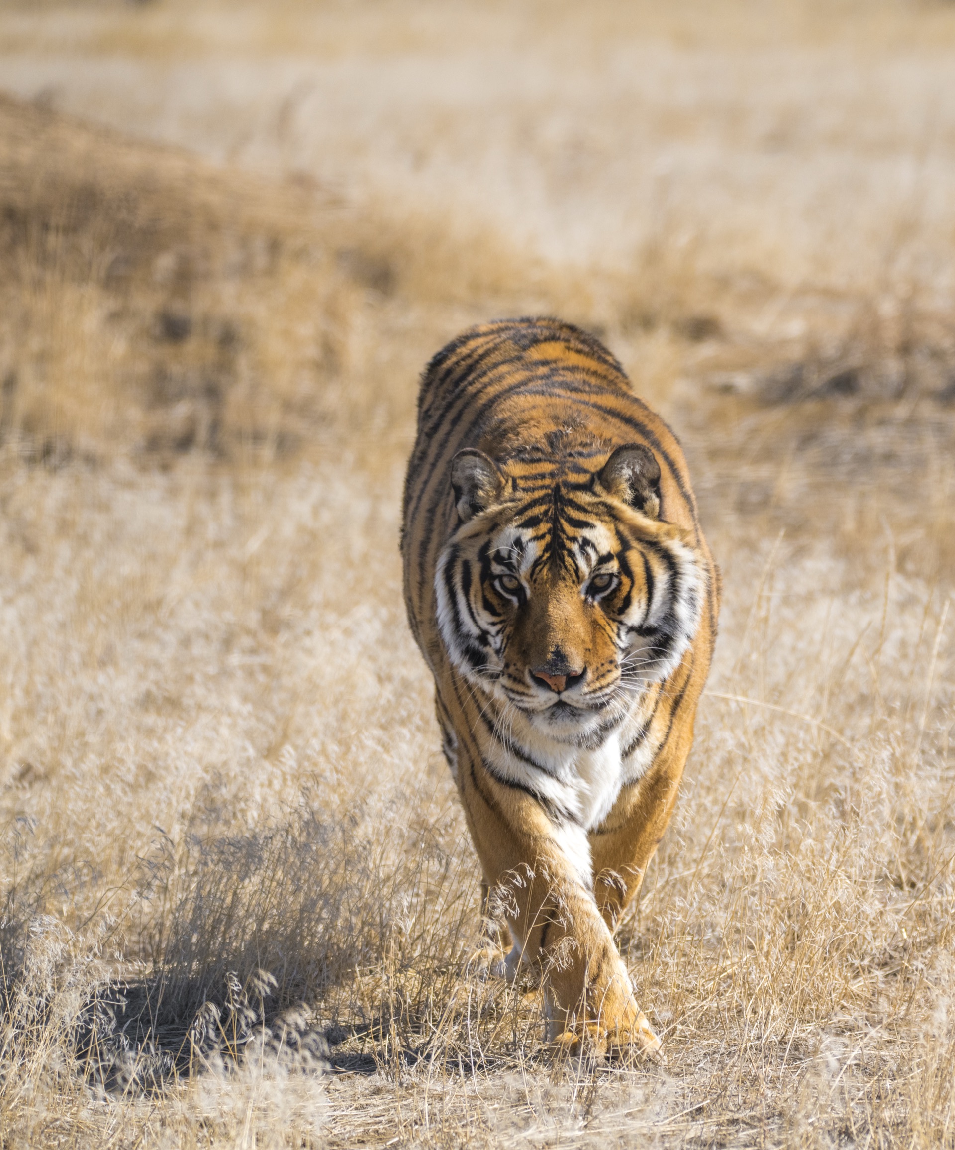 Tiger walking, NatGeo-quality wildlife photography