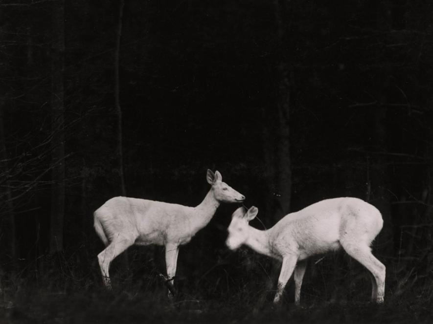 1900s: Wildlife photography arrives